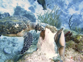 042 Hawksbill Sea Turtle IMG 5808